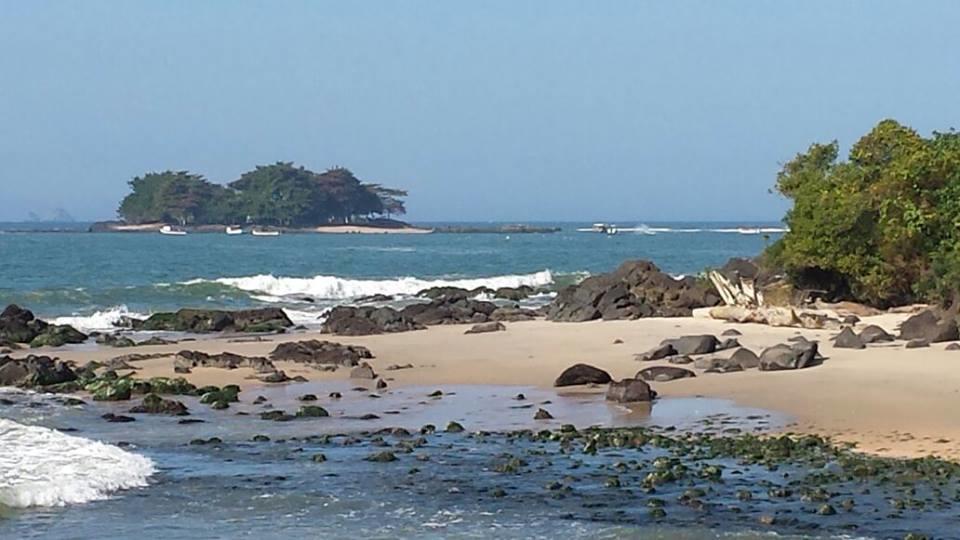 Gengibre Barra Velha (Santa Catarina)